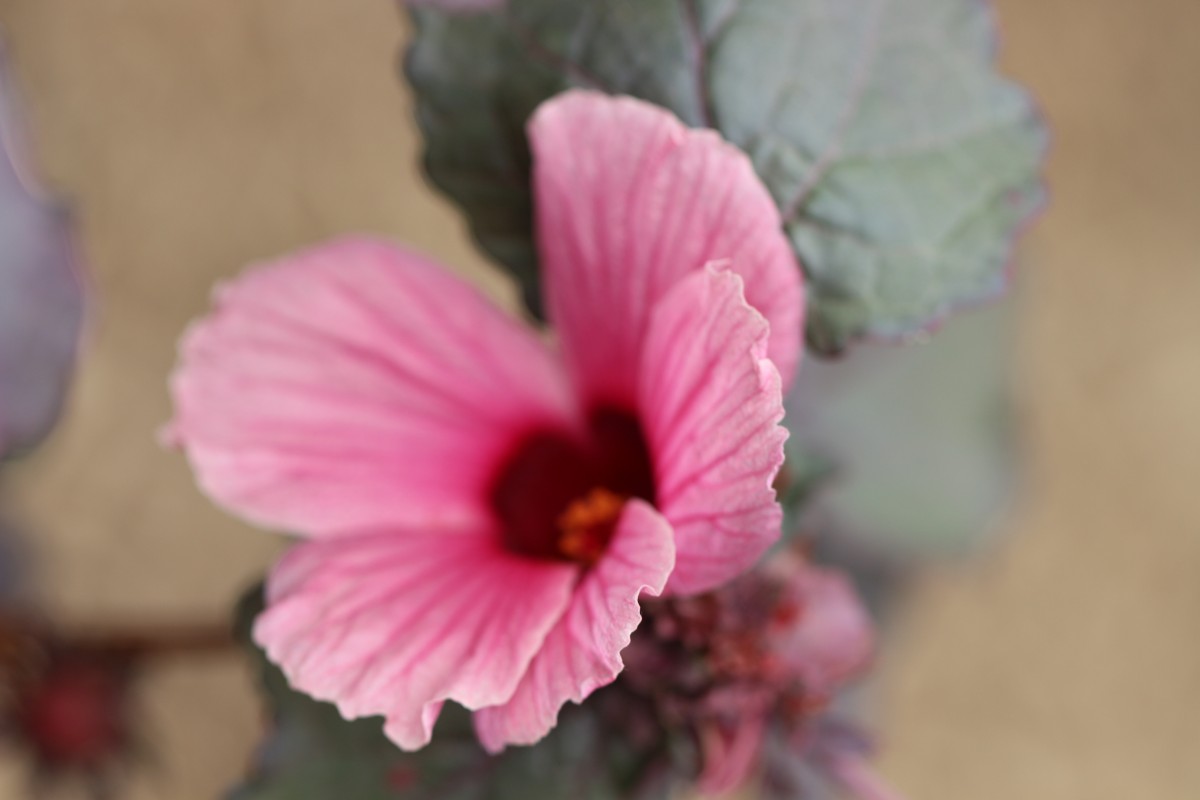 Hibiscus acetosella Welw. ex Hiern